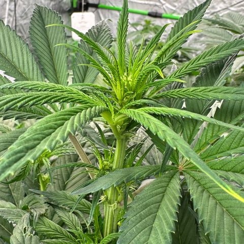 CxLAZ #16 50.72g growlog timeline photo