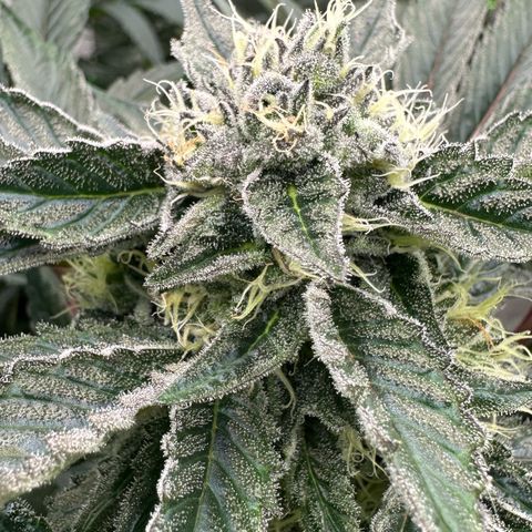 CxLAZ #16 50.72g growlog timeline photo