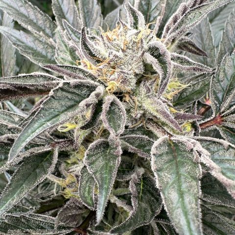 Misc x (LA Kush x Zkittles) #37 42.26g growlog timeline photo