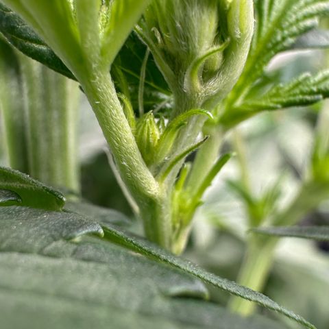 CxLAZ #16 50.72g growlog timeline photo