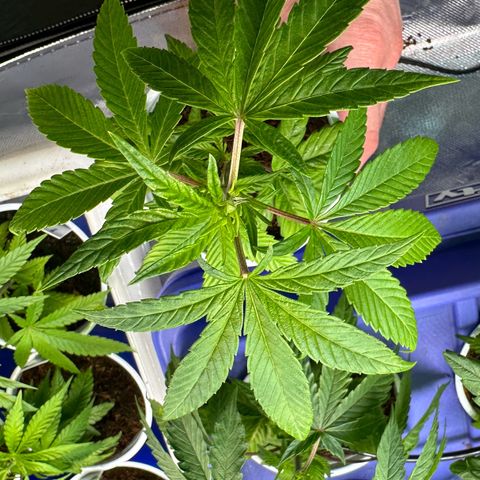 MiscxLAZ #26 C #2 growlog timeline photo