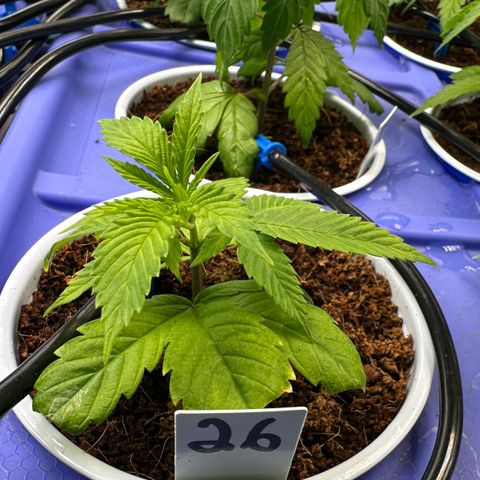 MiscxLAZ #26 C #1 47.15g growlog timeline photo