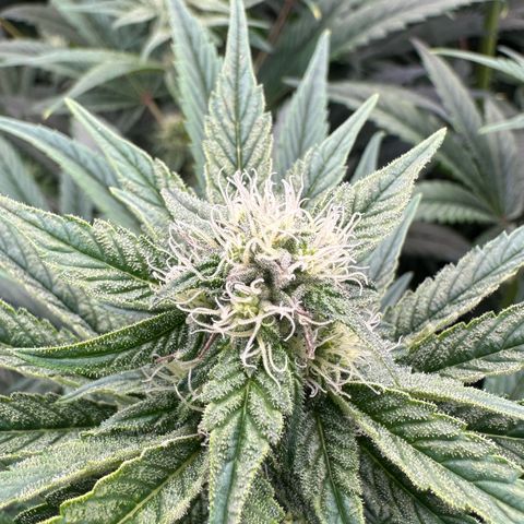 CxLAZ #16 50.72g growlog photo: Stacking nicely 9 heads