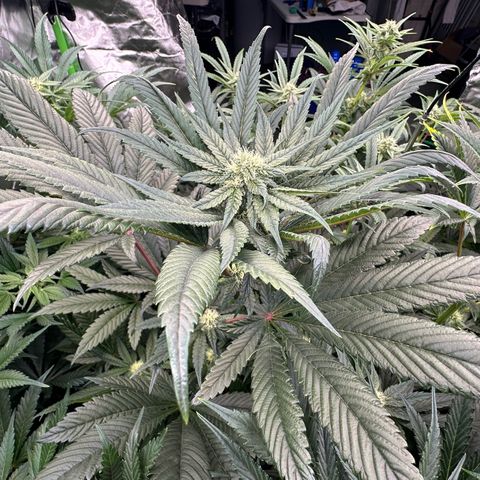 Misc x (LA Kush x Zkittles) #27 33.12g growlog timeline photo