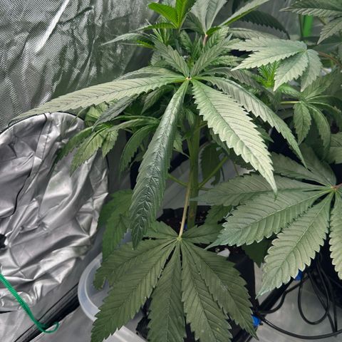 CxLAZ #16 50.72g growlog timeline photo