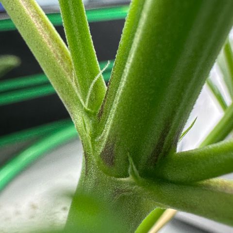 CxLAZ #16 50.72g growlog photo: Lollipoped