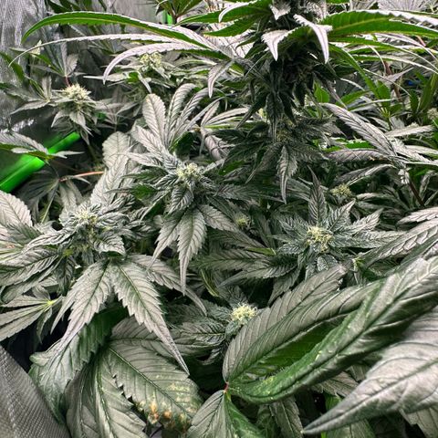 Misc x (LA Kush x Zkittles) #35 28.55g growlog timeline photo
