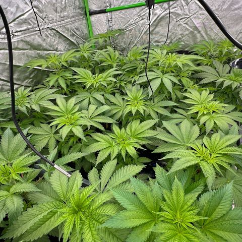 CxLAZ #16 50.72g growlog timeline photo