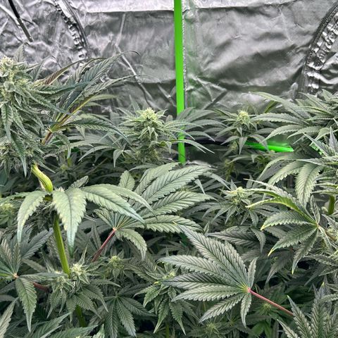 CxLAZ #16 50.72g growlog timeline photo