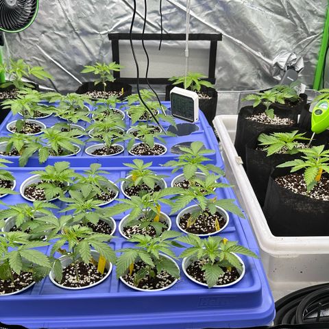 Misc x (LA Kush x Zkittles) #26 60.7g growlog timeline photo