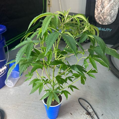 CxLAZ #20 C1 25g growlog timeline photo