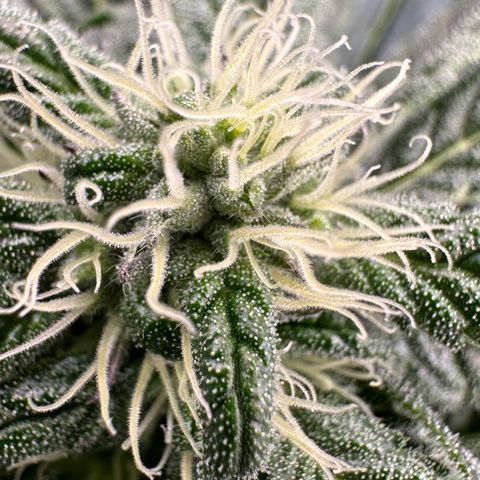 CxLAZ #16 50.72g growlog photo: Leafy 