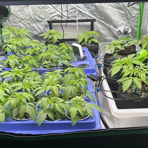 Misc x (LA Kush x Zkittles) #26 60.7g growlog timeline photo