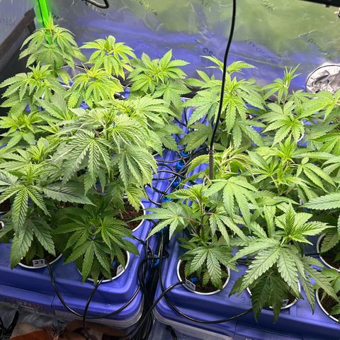 Shaman growlog timeline photo