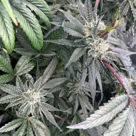 Misc x (LA Kush x Zkittles) #27 33.12g growlog timeline photo