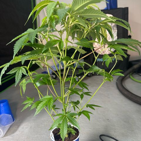 CxLAZ #20 C1 25g growlog timeline photo