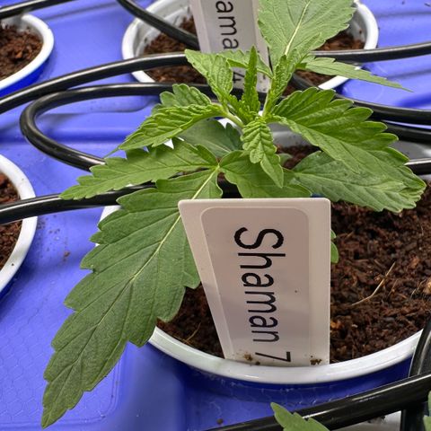 Shaman growlog timeline photo