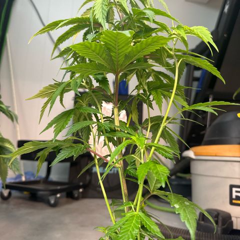 MiscxLAZ #29 C growlog timeline photo