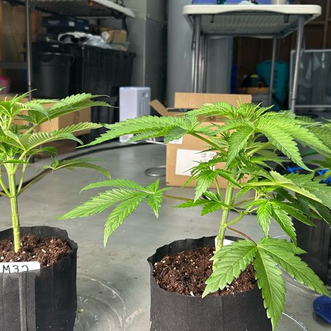 CxLAZ #16 50.72g growlog timeline photo