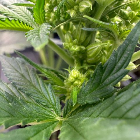 CxLAZ #16 50.72g growlog timeline photo