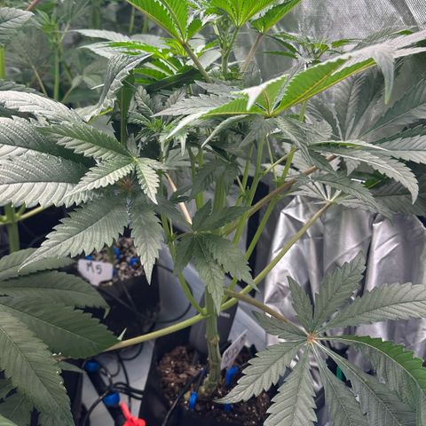 CxLAZ #16 50.72g growlog timeline photo