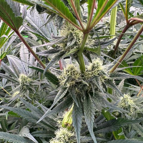 CxLAZ #31 58.75g growlog timeline photo