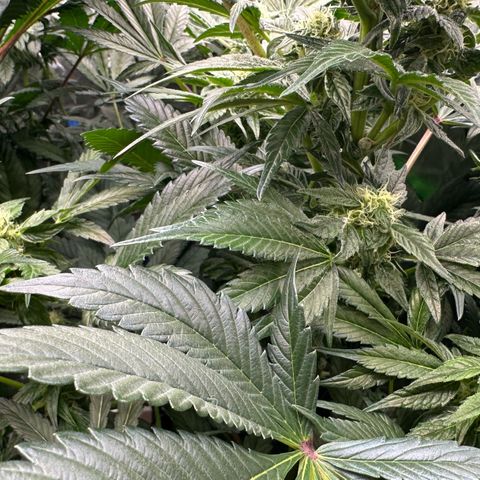 Misc x (LA Kush x Zkittles) #37 42.26g growlog timeline photo