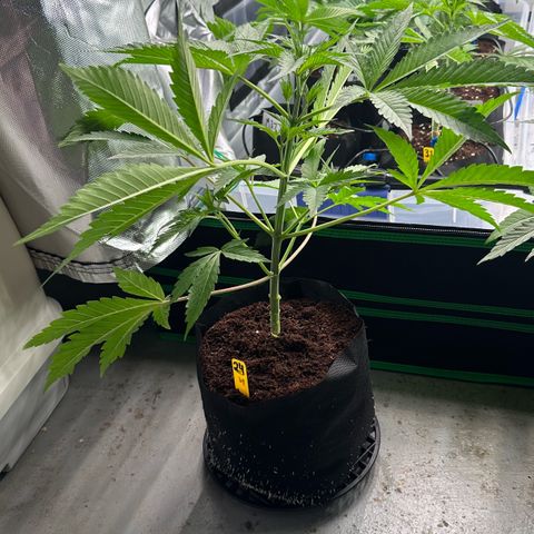 CxLAZ #16 50.72g growlog photo: Lollipoped