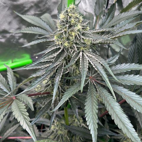 CxLAZ #24 37.13g growlog timeline photo