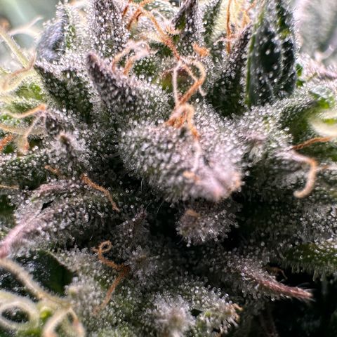 Misc x (LA Kush x Zkittles) #26 60.7g growlog timeline photo