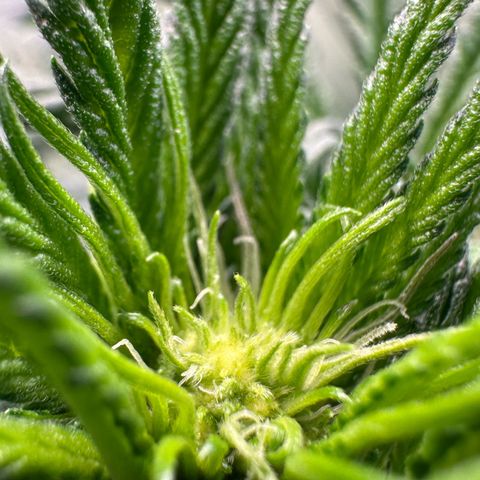 CxLAZ #16 50.72g growlog timeline photo
