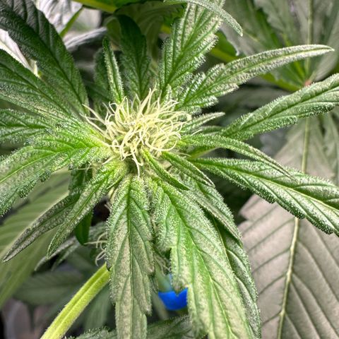 CxLAZ #16 50.72g growlog photo: Pollenated bud site