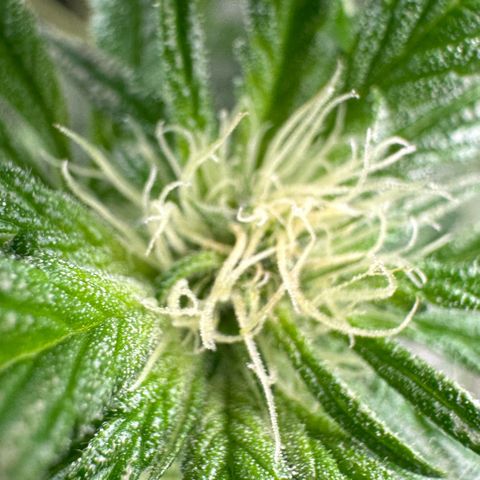 CxLAZ #16 50.72g growlog photo: Pollenated bud site