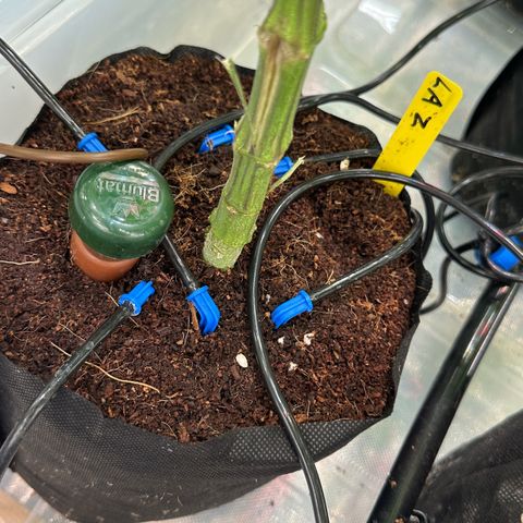 CxLAZ #15 52g growlog timeline photo