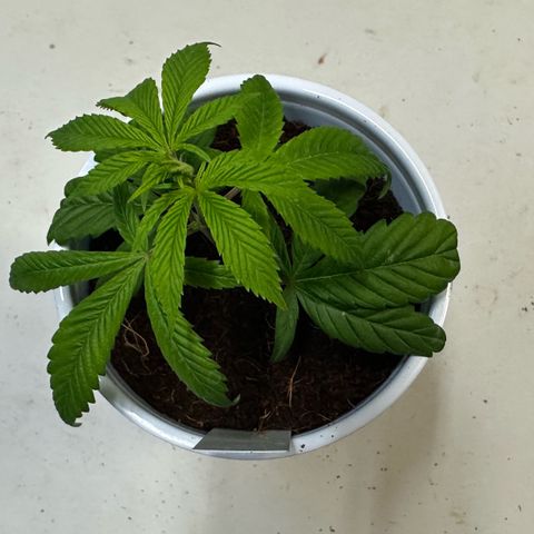 MiscxLAZ #26 C #2 growlog timeline photo