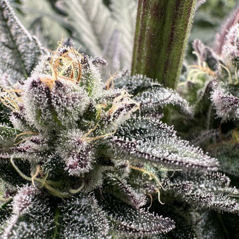 Misc x (LA Kush x Zkittles) #22 34.14g growlog timeline photo