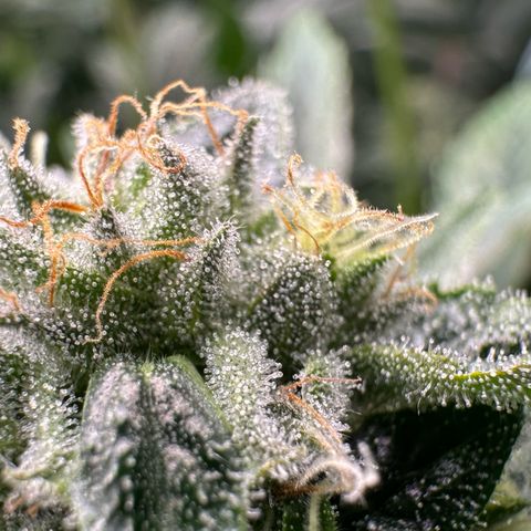 Misc x (LA Kush x Zkittles) #26 60.7g growlog timeline photo