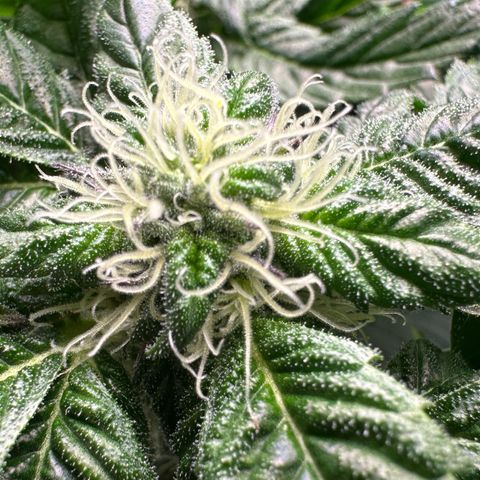 Misc x (LA Kush x Zkittles) #35 28.55g growlog timeline photo