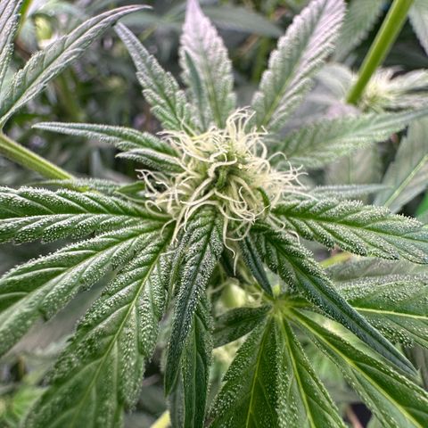 CxLAZ #16 50.72g growlog photo: Pollenated bud site