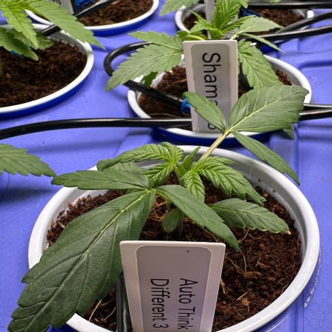 Shaman growlog timeline photo