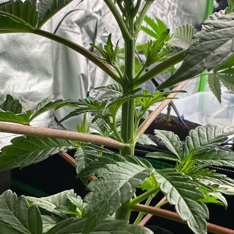 CxLAZ #16 50.72g growlog photo: Lollipoped