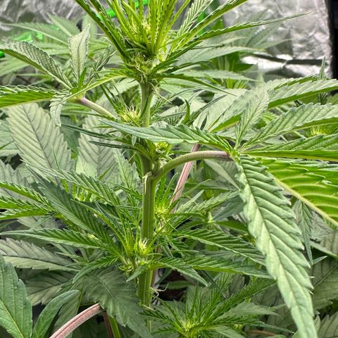 CxLAZ #16 50.72g growlog timeline photo