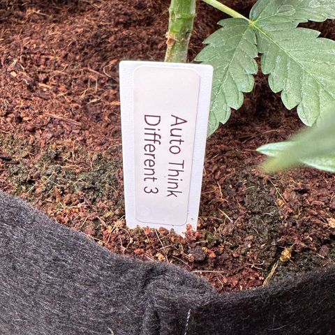 Auto Think Different  #3 growlog timeline photo