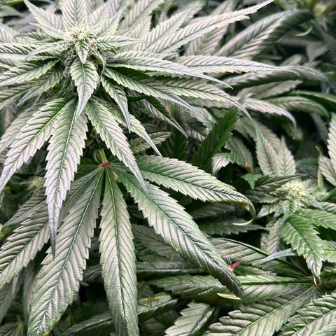 Misc x (LA Kush x Zkittles) #35 28.55g growlog timeline photo