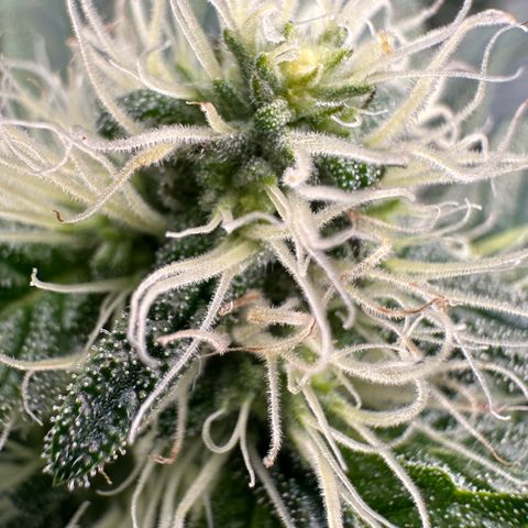 CxLAZ #15 52g growlog timeline photo