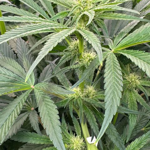 CxLAZ #16 50.72g growlog photo: Top training 