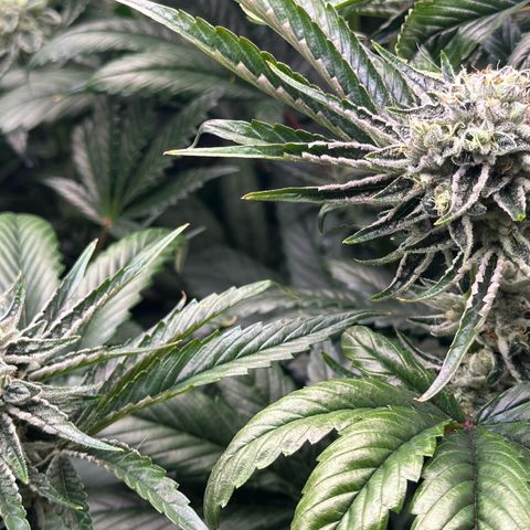 Misc x (LA Kush x Zkittles) #26 60.7g growlog timeline photo