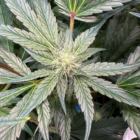 CxLAZ #15 52g growlog timeline photo