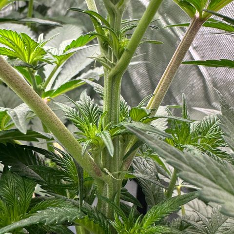 CxLAZ #16 50.72g growlog timeline photo