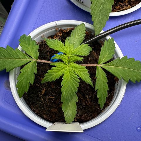Auto Think Different  #1 growlog timeline photo